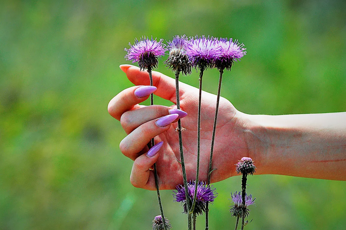 A hand with long lilac almond nails holding purple thistle flowers in a green field